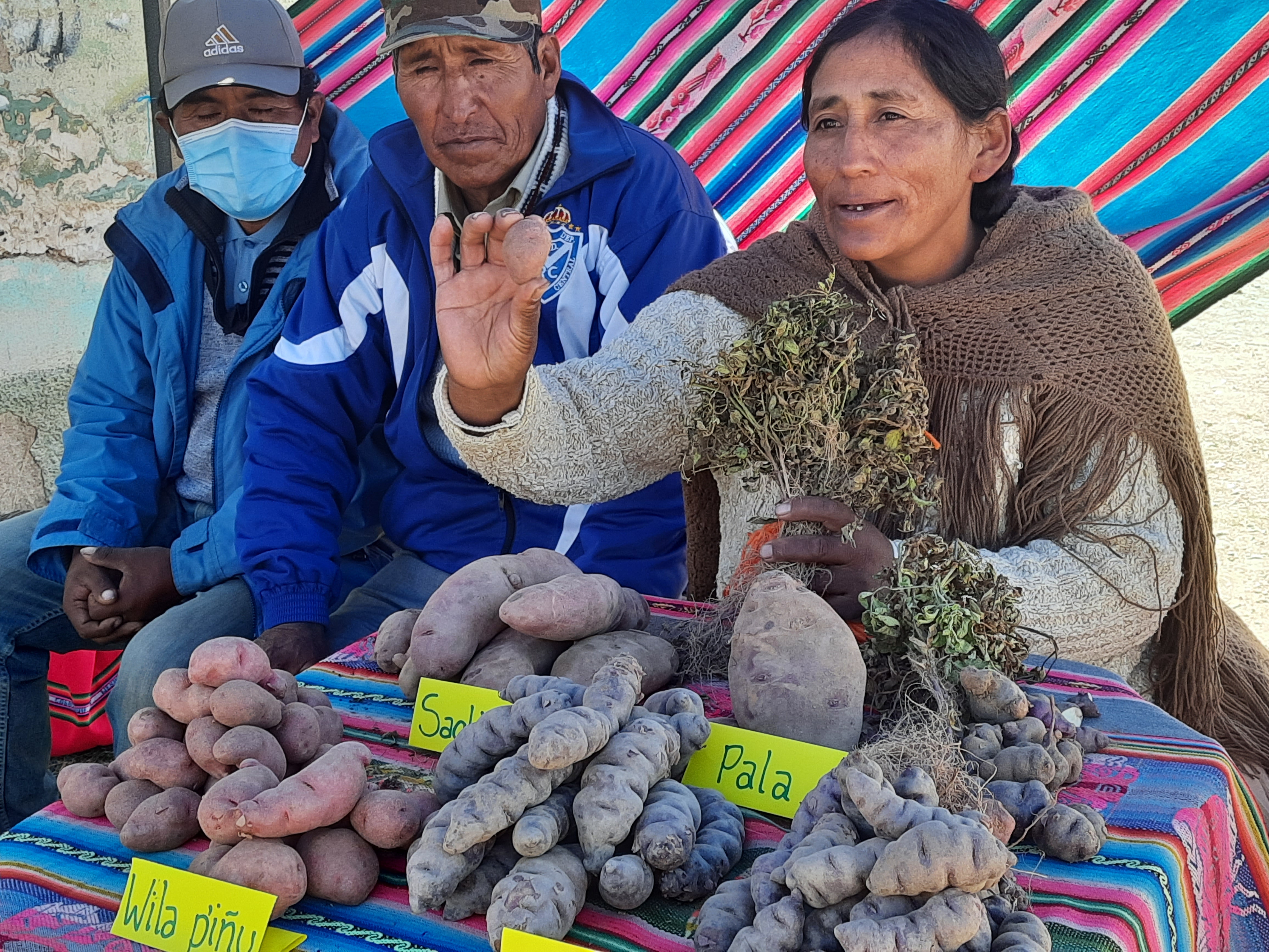 Voces andinas. Experiencias del proyecto Papa, Familia y Clima