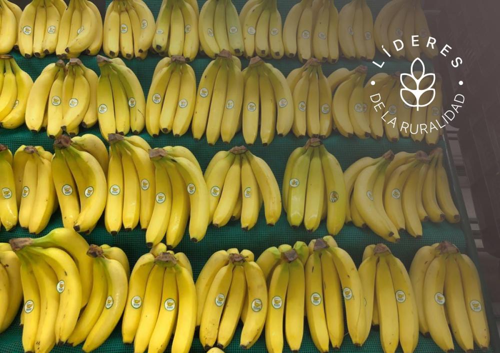 COOBANA, que vende su fruta a países como Suiza, Holanda, el Reino Unido, Italia y Nueva Zelanda, ha ganado en 2017 el premio al Exportador del Año, que otorga el Ministerio de Comercio e Industria de Panamá. La cooperativa está exportando a razón de un millón de cajas de 18 kilos cada una al año. También vende a supermercados en Panamá.