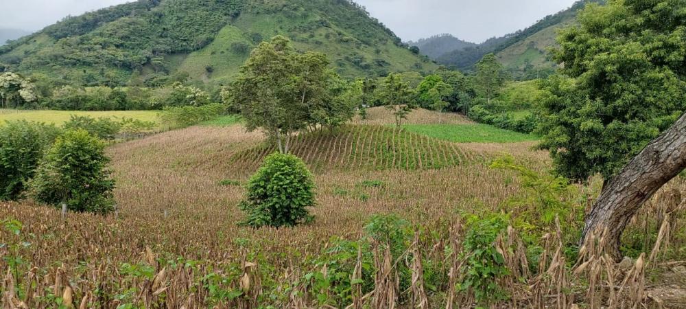 Sistema Agroforestal granos básicos, productor Wendall Valerio, Danlí, El Paraíso.