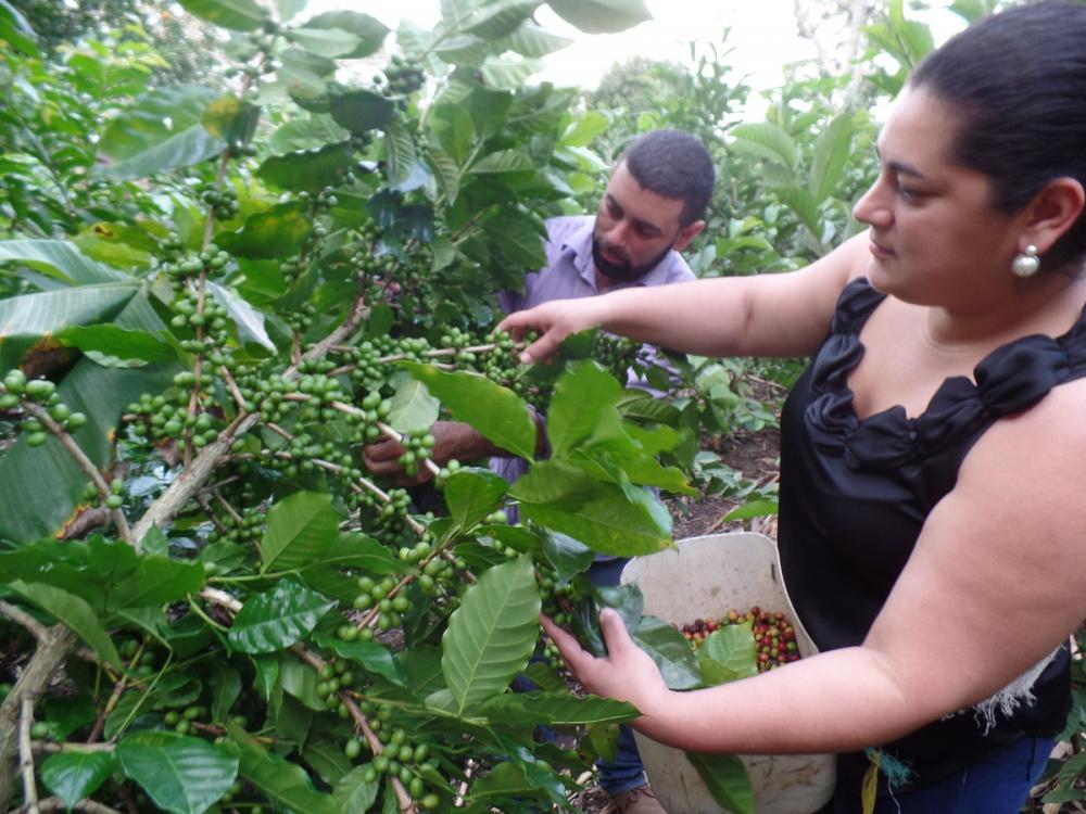 Además de una alta estimación de cosecha, Celia está promoviendo un centro de acopio en su cooperativa, “donde todos los asociados y asociadas acopiemos nuestro café y podamos brindar ese servicio a otros productores, a un buen precio