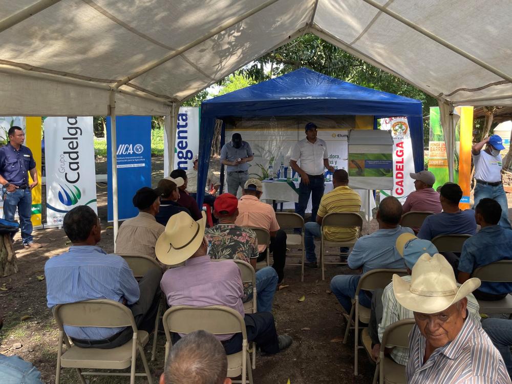 IICA y Syngenta Presentan innovaciones tecnológicas en el cultivo del maíz 